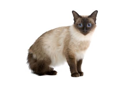 Although it has not been scientifically proven, the balinese cats are presumed to be hypoallergenic by most breeders. Liste de Chats de la race Balinais | Eleveurs