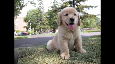 How much do golden retriever puppies cost? Pet care - The Golden Retriever Puppies for sale cheap n ...