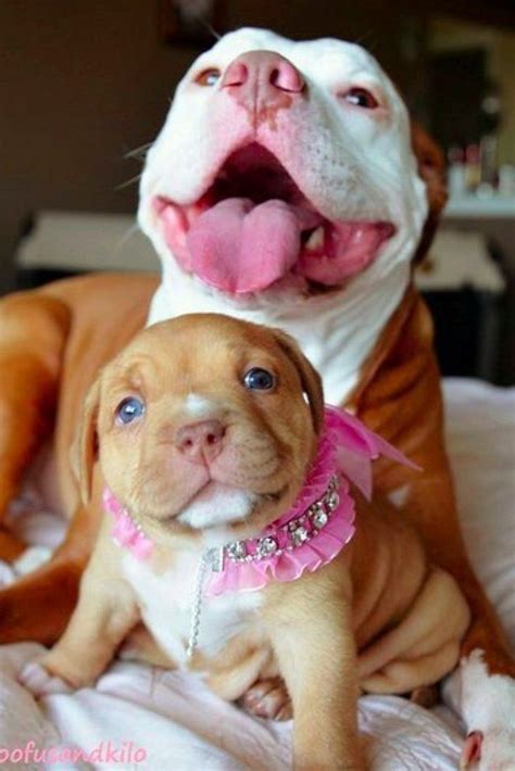38 Pit Bull Puppies Cute Pictures You Will Love Fallinpets