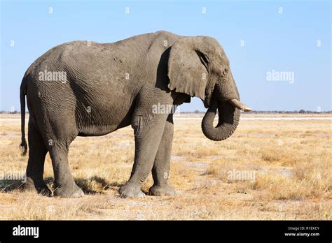 African Elephant One Adult Male Side View Loxodonta Africana