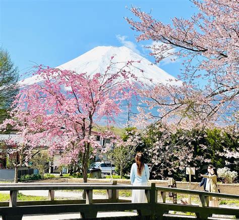 Ngắm Hoa Anh đào Nhật Bản ở đâu Thì đẹp Asahi Luxstay