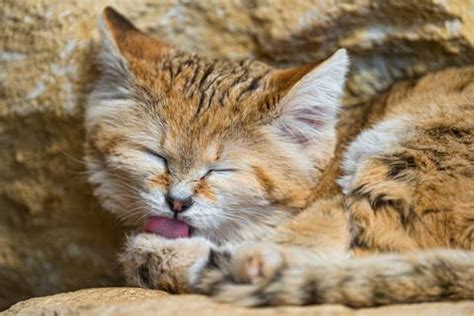 Why are sand cats endangered animals. Three newborn sand cat kittens melt our hearts | From the ...