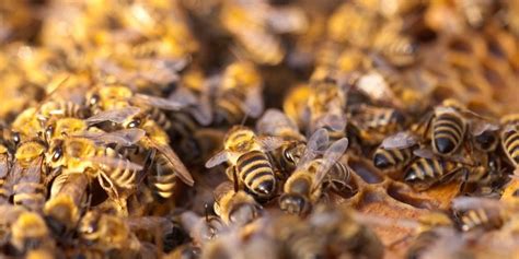 A Texas Man Was Stung By 1000 Killer Bees And Survived Business Insider