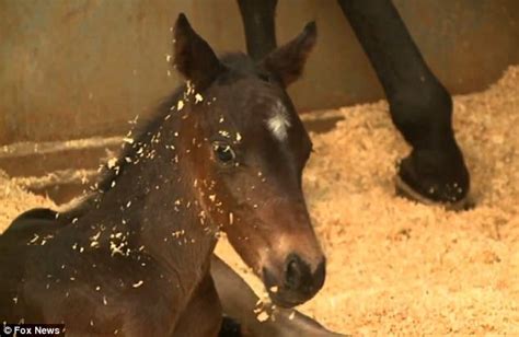 California Horse Gives Birth To A Very Rare Set Of Twins Daily Mail