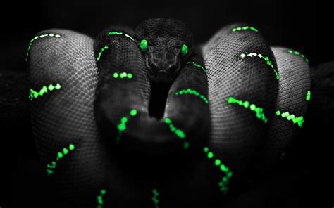 We have 57+ background pictures for you! snake green eyes selective coloring boa constrictor ...