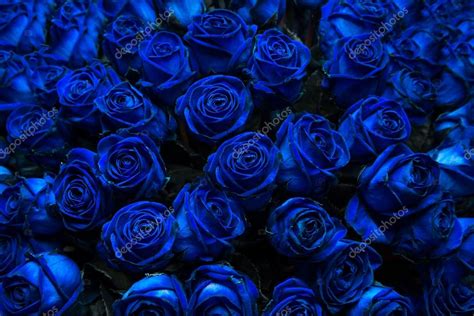 Dark Blue Roses 1023x683 Wallpaper