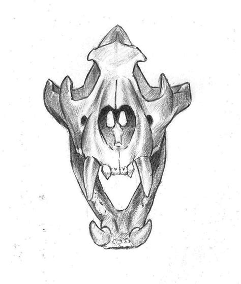 Sketching 📓💀 Tiger Skull 🐯 ~ ~ ~ Drawing Sketchdailies Sketch