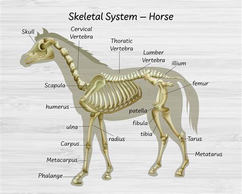 Equine Skeletal System Poster Horse Anatomy Skeletal System Anatomy