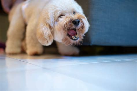 Angry Poodle Stock Photos Pictures And Royalty Free Images Istock