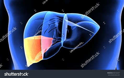 3d Illustration Human Body Liver Anatomy Stock Illustration 656163337