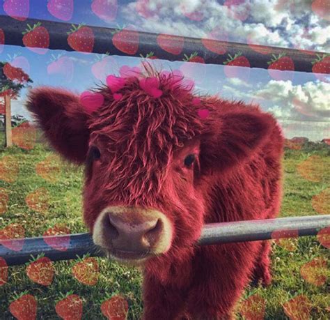Strawberry Cow Fluffy Cows Cute Cows Cow
