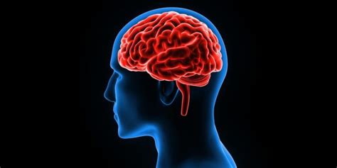 Cerebro partes funciones características y enfermedades