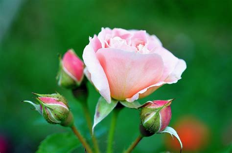 Free Photo Rose Pink Flower Pink Rose Free Image On Pixabay 123334