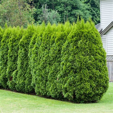 Buy White Cedar Thuja Occidentalis Smaragd £599 Delivery By Crocus