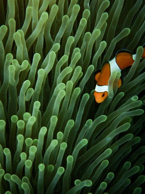 Nemo Found By David Cooling On 500px Underwater World Aquatic