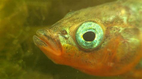 Multitasking Fish Pee Out Of Their Intestines Mental Floss