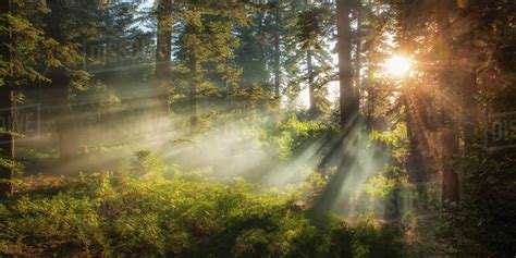 Sunlight Streaming Through Trees San Bernardino National Forest