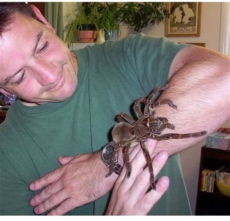 Goliath Birdeater Tarantula The Largest Spider In The World