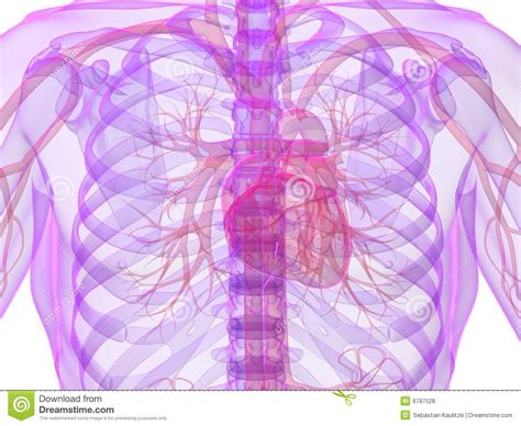 Coeur humain illustration stock. Illustration du organes - 6787528