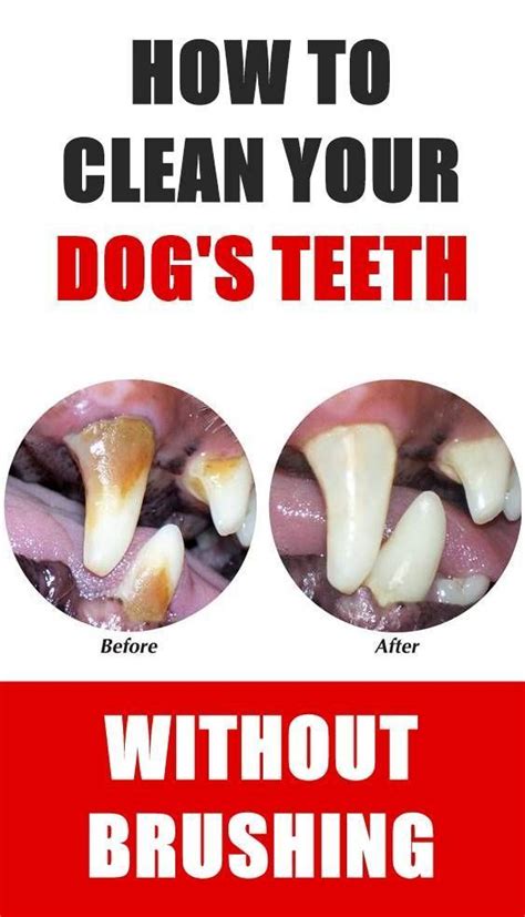 What is the treatment for a loose tooth? Pin on Cleaning Dog Teeth