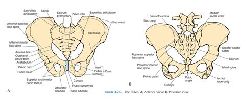 Anterior And Posterior View Of The Right Pelvic Girdle Anatomy My Xxx Hot Girl
