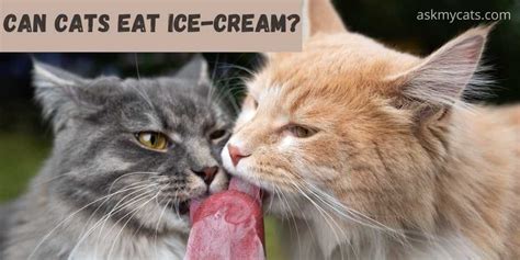 Can Cats Eat Ice Cream Is It Safe For Your Cat