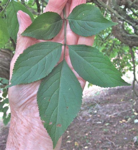 Leaf Pinnate Tree Guide UK Tree ID By Pinnate Leaf