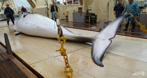Cna On Twitter Japan Whalers Return From Antarctic Hunt After Killing