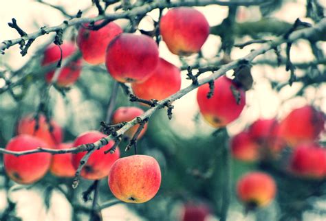 배경 화면 식품 자연 빨간 분기 과일 사과 나무 가을 시즌 플로라 꽃잎 생기게 하다 식물학 육상 식물