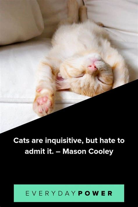 60 Cat Quotes Purrfect For Feline Lovers 2021