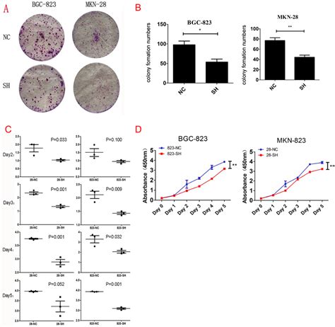 Gastric Cancer Cell Proliferation A Differences In Mkn 28 And Bgc 823