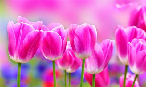 Tulips Hd Wallpapers Free Download 0213 Jeblog