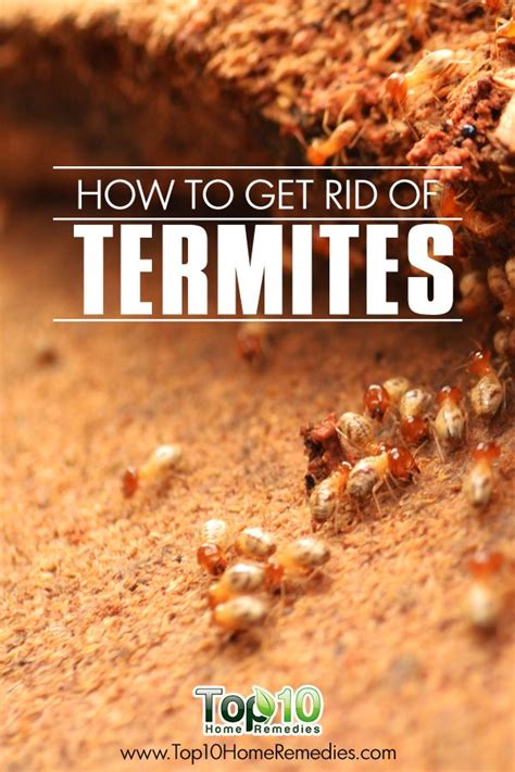 Looking to learn how to get rid of termites. How to Get Rid of Termites | How to get rid, How to get ...