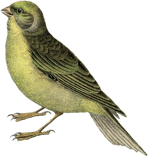 Free Vintage Bird Image Finch Graphicsfairy 1500×1588 Vintage