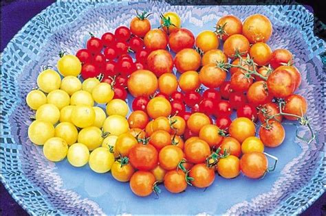 Rainbow Cherry Blend Tomato Seeds — Seeds N Such
