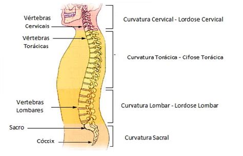 Coluna Vertebral Tudo O Que Você Precisa Saber Sobre Sua Anatomia