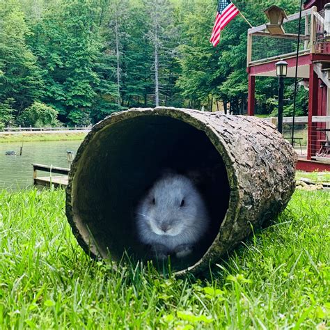 Hidden Hideaway 🌳 Large Weatherproof Hollow Log Hideout For Rabbits And