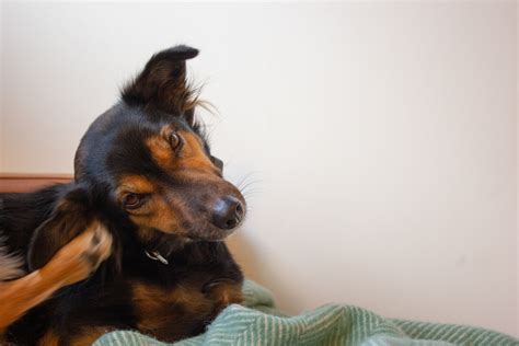 8 Ways To Help Your Dachshund Stop Scratching