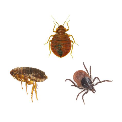 Whats The Difference Between Bed Bugs Vs Fleas Vs Ticks