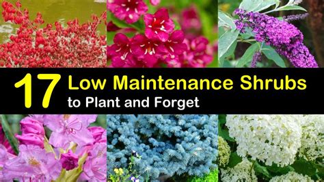17 Low Maintenance Shrubs To Plant And Forget 2022
