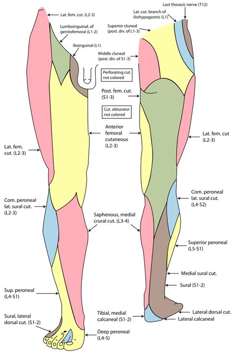 Gray and Saphenous nerve Wikipedia Anatomia y fisiologia humana Anatomía Fisiología