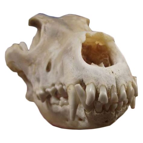 Buy Taxidermy Animal Head Wolf Skull Model Real Coyote Skull