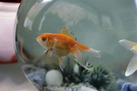248 Names You Can Give Your Pet Fish