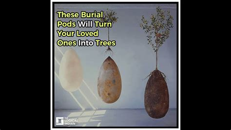 These Burial Pods Will Turn Your Loved Ones Into Trees Youtube