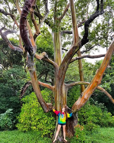 Rainbow Eucalyptus In Kauai Hawaii Add To Bucketlist Vacation Deals