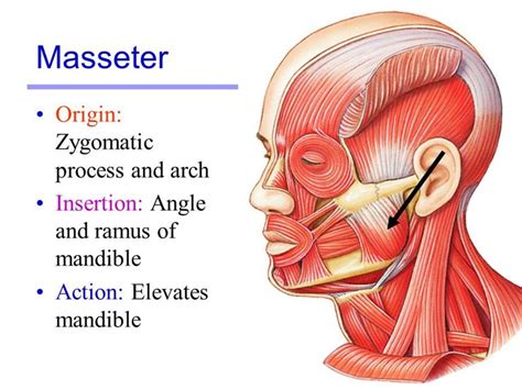 Image Result For Masseter Origin And Insertion The Originals Iv Therapy
