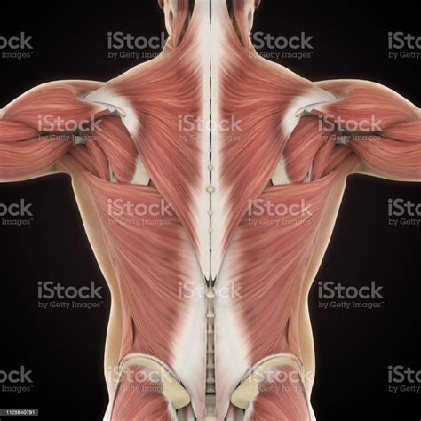 Let's figure out the cause here. Muscles Of The Back Anatomy Stock Photo - Download Image ...