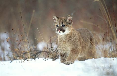 Cougar Felis Concolor Photograph By Art Wolfe Fine Art America