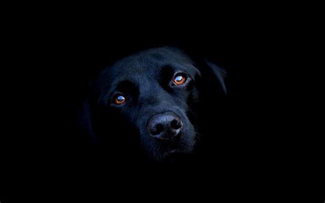 Wallpaper Black Animals Blue Labrador Retriever Puppy Darkness