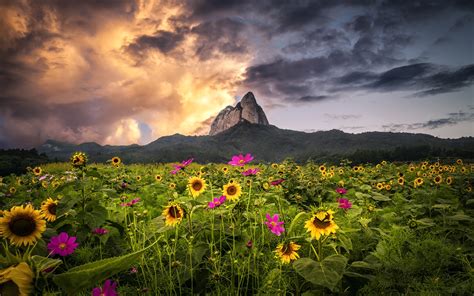 Mountains Forest Sunflowers Yellow Flowers Pink Flowers Plants